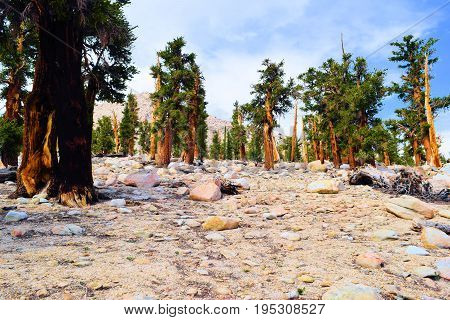 Lodgepole Pine Trees at an alpine forest in the higher altitudes of the Sierra Nevada Mountains, CA