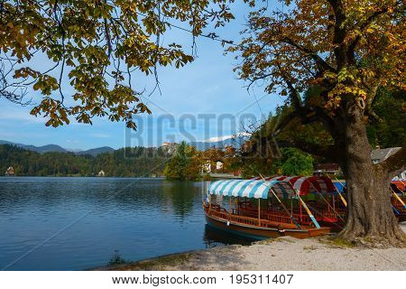 Traditional rowboats with colorful roofs the so-called pletna boats in the water of Lake Bled under a chestnut tree in fall colors during autumn season in Bled Slovenia.