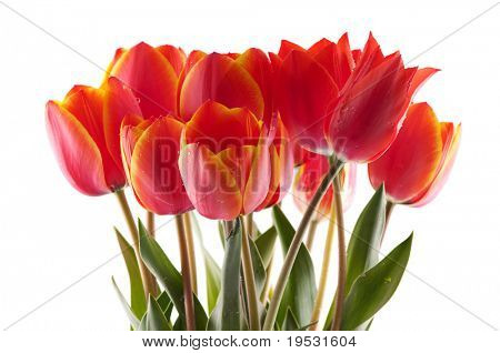 rote Tulpen Bouqet mit Tau auf weiß