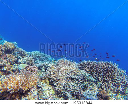 Undersea landscape with coral reef and tropical fish. Coral undersea photo. Seashore view. Coral closeup. Sea bottom with colorful coral ecosystem. Tropical seashore snorkeling. Tropic marine lagoon