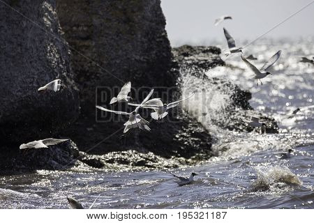 Black-headed gulls Flying over Water by cliffs.