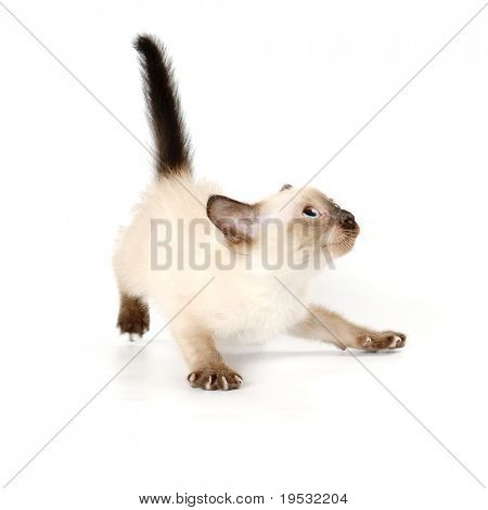 Gatinho siamês brincalhão engraçado sobre fundo branco
