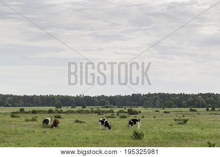 Cows Feeding in Green Farmfield with a cloudy sky.