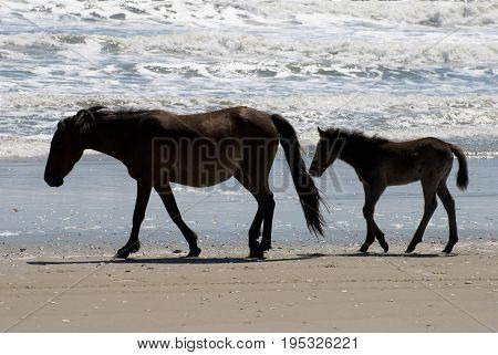 View of Wild horses walking along the beach in Corolla, North Carolina