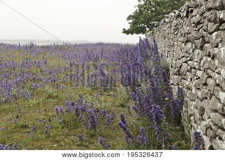 Plenty of Blueweed Flowers by Stone Wall.
