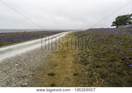 Blueweed Flowers by Gravel Road and Ocean.