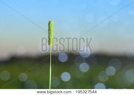 The Spike Of Meadow Grass Growing Out Alone At Night.