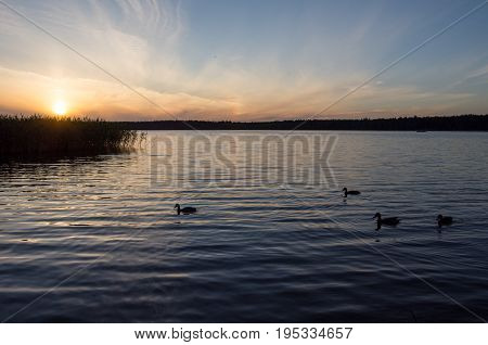 Sunset over lake and ducks, podlasie, Poland.