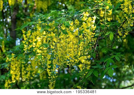 chain of yellow flowers blossoms on a high tree close-up