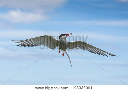 Artic Turns Farnes Island - Sterna Paradisaea