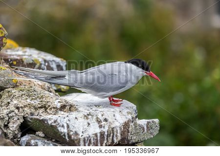 Artic Turns Farnes Island - Sterna Paradisaea