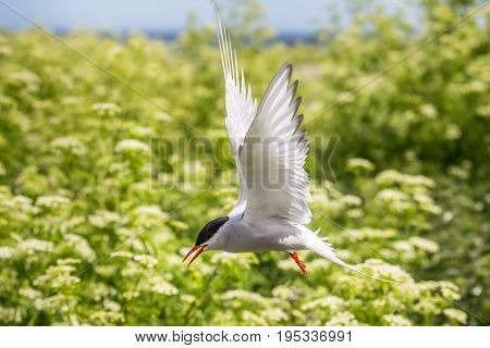 Artic Turns Farnes Island - Sterna Paradisaea