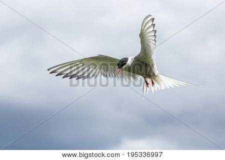 Artic Turns Farnes Island - Sterna Paradisaea