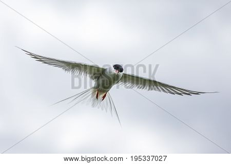 Artic Turns Farnes Island - Sterna Paradisaea