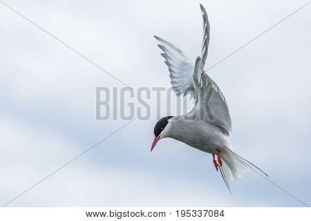 Artic Turns Farnes Island - Sterna Paradisaea