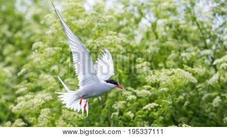 Artic Turns Farnes Island - Sterna Paradisaea