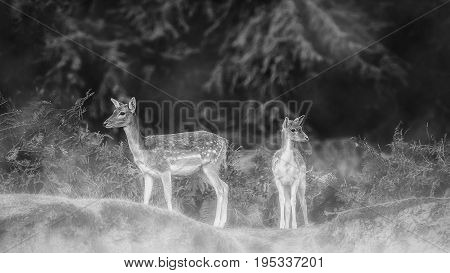 A Fallow Deer Doe At Bradgate Park uk