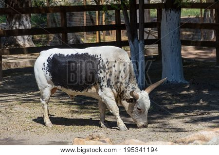 White bull of the Watussi with a black spot on his side grazing in the shade of a tree on a farm