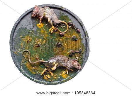 capture mouse with glue on isolated background
