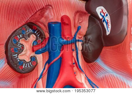Close-up of Internal organs dummy on white background. Human anatomy model. Abdominal Cavity.