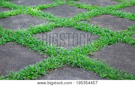 greensward on playground, green grass background copy space
