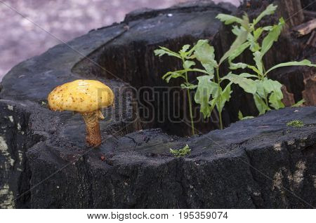 Pholiota aurivella mushroom and Oak seedlings on an old stump