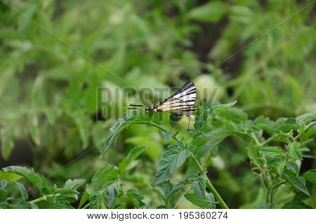 Scarce Swallowtail (iphiclides Podalirius) Rare European Butterfly Is Sitting On The Bushes Of A Blo
