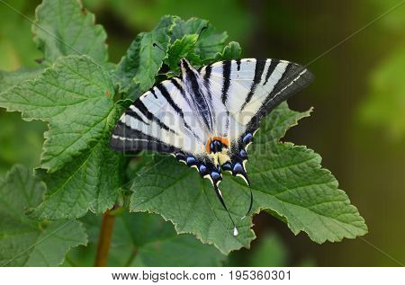 Scarce Swallowtail (iphiclides Podalirius) Rare European Butterfly Is Sitting On The Bushes Of Bloss