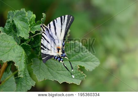 Scarce Swallowtail (iphiclides Podalirius) Rare European Butterfly Is Sitting On The Bushes Of Bloss