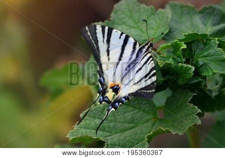 Scarce Swallowtail (iphiclides Podalirius) Rare European Butterfly Is Sitting On The Bushes Of Bloss