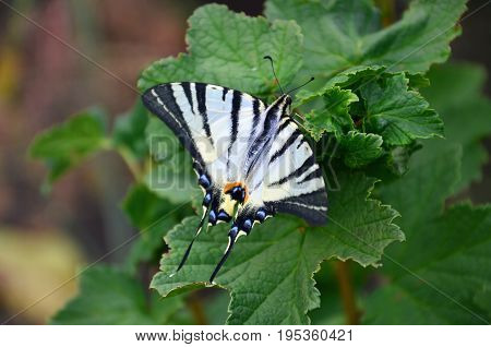 Scarce Swallowtail (iphiclides Podalirius) Rare European Butterfly Is Sitting On The Bushes Of Bloss