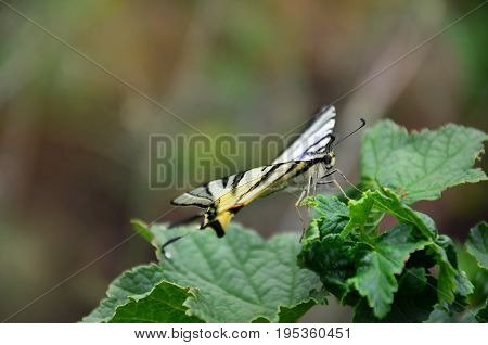 Scarce Swallowtail (iphiclides Podalirius) Rare European Butterfly Is Sitting On The Bushes Of Bloss