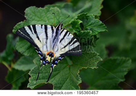 Scarce Swallowtail (iphiclides Podalirius) Rare European Butterfly Is Sitting On The Bushes Of Bloss