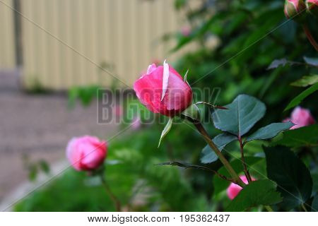 Purple and pink roses on footpath in the garden. Delicate little rosebuds. Caring for garden roses. Rose Bush beside the road