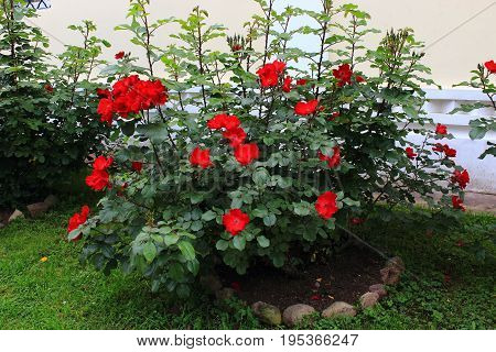 Red shrub garden roses. Care of plants 
 and bushes. Landscape design in the garden