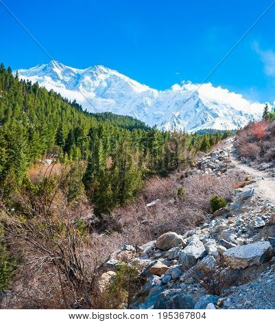 Beautiful mountains landscape with green pine trees forest