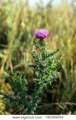 The roadside thistle (Carduus acanthoides) open ditch.