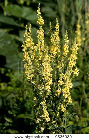 Mullein (Verbascum. Blattaria) is an alternative healing field plant