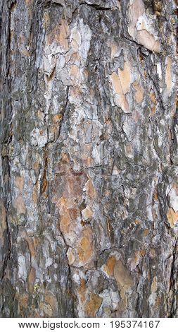 Tree bark texture. trunk of fir tree background.