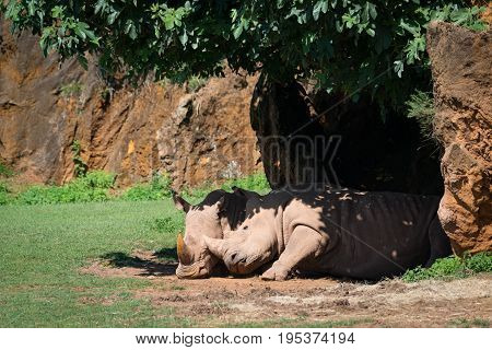 White Rhinoceros Nuzzling Another In Leafy Shade