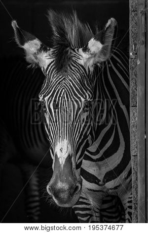 Mono Close-up Of Grevy Zebra In Barn
