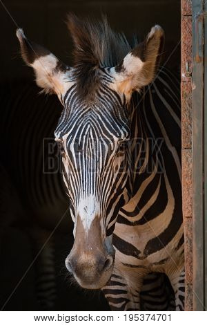 Close-up Of Grevy Zebra Standing In Barn