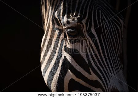 Close-up Of Grevy Zebra Head Catching Sunlight