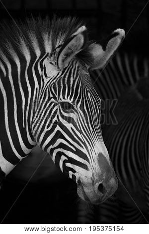 Close-up Of Grevy Zebra Head Beside Others