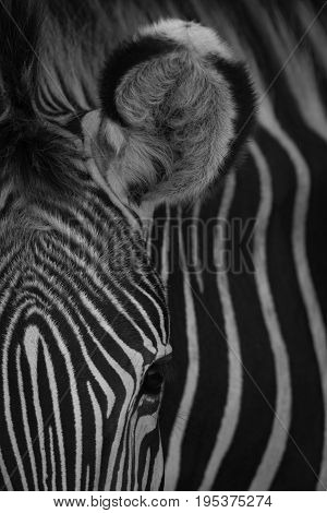Mono Close-up Of Ear Of Grevy Zebra
