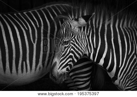 Mono Close-up Of Grevy Zebra Foal Head