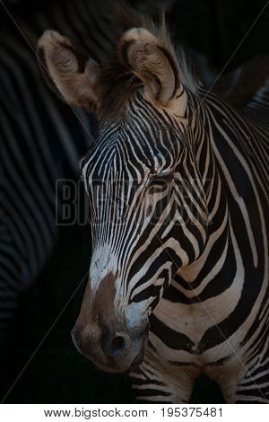 Close-up Of Grevy Zebra Head Looking Down