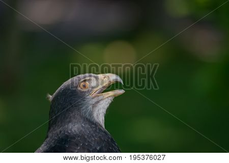 Close-up Of Black-chested Buzzard-eagle Looking Up High