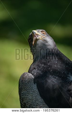 Close-up Of Black-chested Buzzard-eagle With Twisted Neck