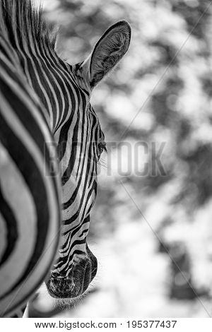 Mono Grevy Zebra Head Close-up From Behind